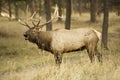 Call of a big Elk