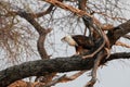 Iconic African fish-eagle calling from a tree