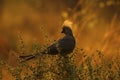 Grey Lourie bird also called Go Away birdie