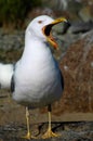 Call of The Herring Gull