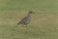 They call me spotted dikkop or Cape thick knee Royalty Free Stock Photo