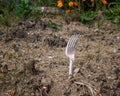 Call to protect the environment , empty land with a plastic fork, in the background blooming marigolds