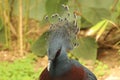 Victoria Crowned Pigeon