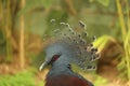 Victoria Crowned Pigeon