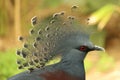 Victoria Crowned Pigeon