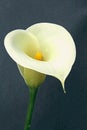 Calla