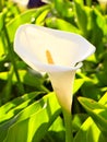 Calla