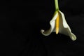 Calla on a black background Royalty Free Stock Photo
