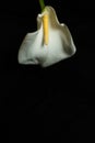 Calla on a black background Royalty Free Stock Photo