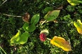 Calla (Bog Arum, Marsh Calla) Royalty Free Stock Photo