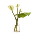 Calla bog arum or marsh calla in a glass vessel on a white background