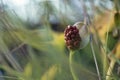 Calla bog arum, marsh calla, wild calla, squaw claw, and water-arum Royalty Free Stock Photo