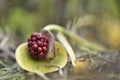 Calla bog arum, marsh calla, wild calla, squaw claw, and water-arum Royalty Free Stock Photo