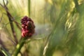 Calla bog arum, marsh calla, wild calla, squaw claw, and water-arum Royalty Free Stock Photo