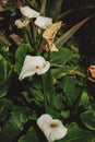 Calla bog arum, marsh calla, wild calla, squaw claw, and water-arum is a genus of flowering plant in the family Araceae. Royalty Free Stock Photo