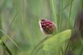 Calla bog arum, marsh calla, wild calla, squaw claw, and water-arum Royalty Free Stock Photo