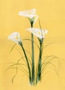 Calla bouquet Royalty Free Stock Photo