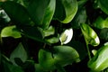 Calla, dragon root also marsh calla