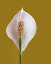 Calla flower Royalty Free Stock Photo