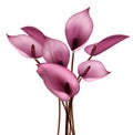 Calla flower