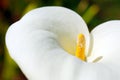 Calla Flower Royalty Free Stock Photo