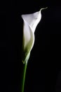 Calla flower Royalty Free Stock Photo