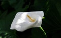 Calla flower on background of dark green leaves with sun glare. Natural background. Selective focus Royalty Free Stock Photo