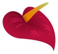 Calla flower. Bright red blossom. Tropical plant