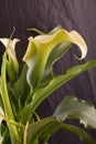 Calla flower with green leafs Royalty Free Stock Photo