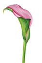 Calla flower on isolated white background, watercolor illustration, botanical painting Royalty Free Stock Photo
