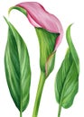 Calla flower, leaves on isolated white background, watercolor illustration, botanical painting Royalty Free Stock Photo