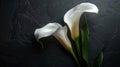 Calla Flower Sympathy Card on Black - Funeral Condolences, Copy Space - Digital AI Art Royalty Free Stock Photo