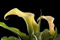 Calla flower Royalty Free Stock Photo