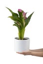 Calla flower. Zantedeschia Kasai inside outside plant. Zantedeschia summer blossom. Arum lily. Flowers in the garden. Green leaves