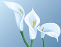 Calla flowers Royalty Free Stock Photo