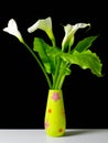 Calla flowers