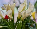 Calla flowers blooming Royalty Free Stock Photo