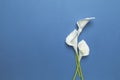 Calla flowers isolated on flat lay blue background. Minimal spring wedding or birthday gift card. Tropical floral delicate