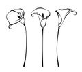 Calla flowers. Vector black and white line art illustrations Royalty Free Stock Photo