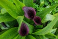 Calla, garden flower purple with rain drops Royalty Free Stock Photo