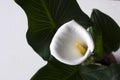 Calla on grey background - beautiful white flower, houseplant Royalty Free Stock Photo