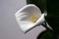 Calla on grey background - beautiful white flower, houseplant Royalty Free Stock Photo