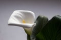 Calla on grey background - beautiful white flower, houseplant Royalty Free Stock Photo