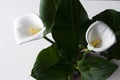 Calla on grey background - blossom beautiful white flower, houseplant Royalty Free Stock Photo