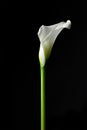 Calla isolated on black