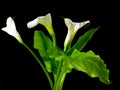 Calla lilies