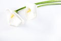 Calla lilies