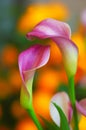 Calla Lillies Royalty Free Stock Photo