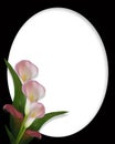 Calla Lilies Border on black oval frame Royalty Free Stock Photo