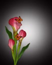 Calla lilies and butterflies Royalty Free Stock Photo